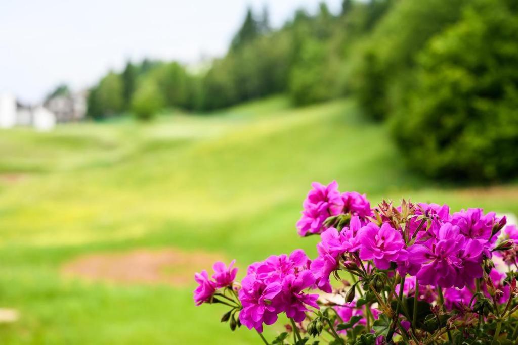 Appartamento Tulipano Andalo Exteriör bild